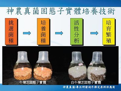 台灣國寶 - 牛樟芝實菇淬取液